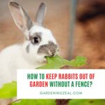 how to keep rabbits out of garden without a fence