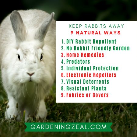 How to Keep Rabbits out of Garden without a Fence - 9 Natural Ways