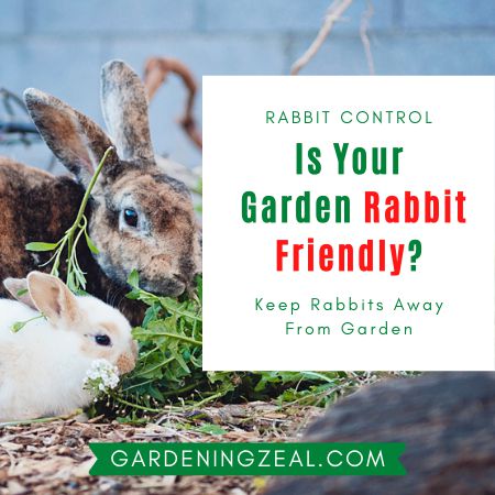 how to keep rabbits out of garden without a fence