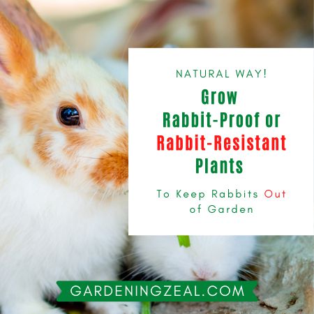 keep rabbits out of garden