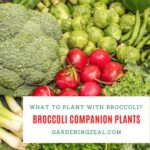 Broccoli companion Plants