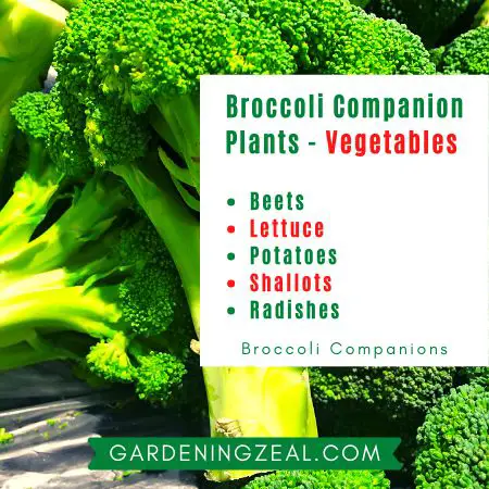 Broccoli companion Plants