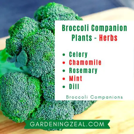 Broccoli companion Plants