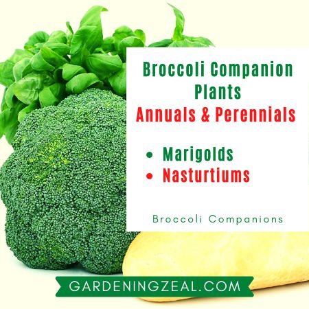 Broccoli Companions