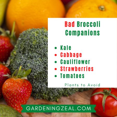 Broccoli Companion plants