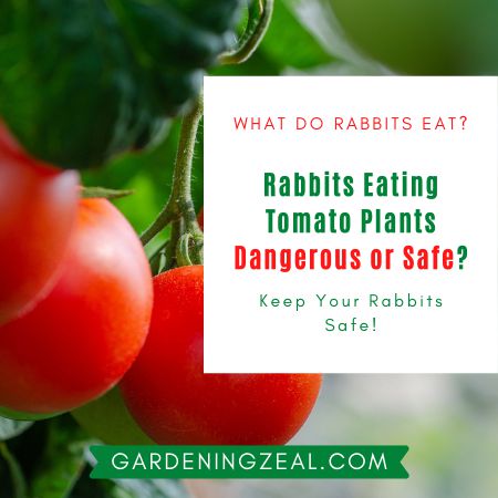 Can Rabbits Eat Tomatoes