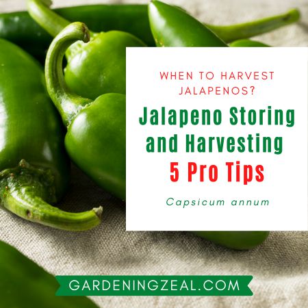 when to harvest jalapenos