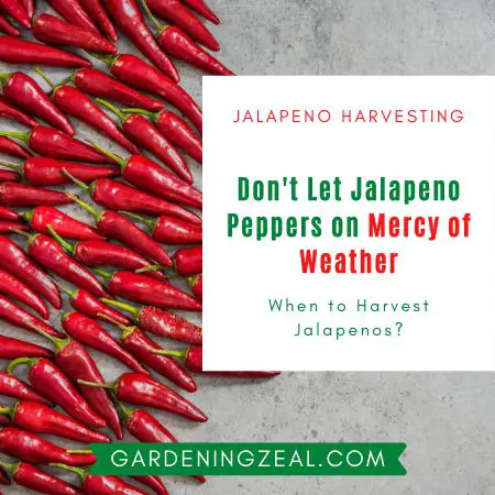 when to harvest jalapenos