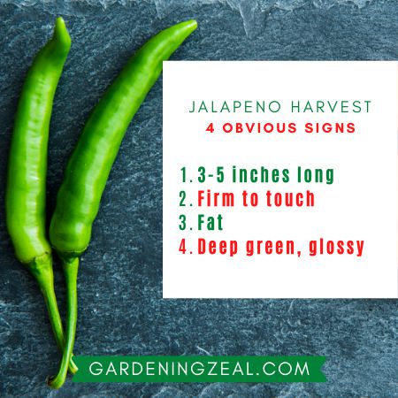 When To Harvest Jalapenos? 5 Pro Tips - Gardening Zeal