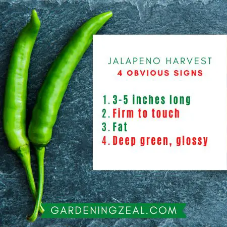 when to harvest jalapenos