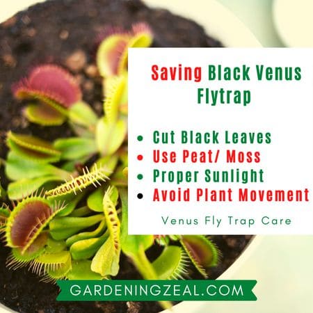 venus flytrap turning black