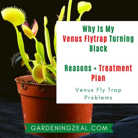 venus flytrap turning black