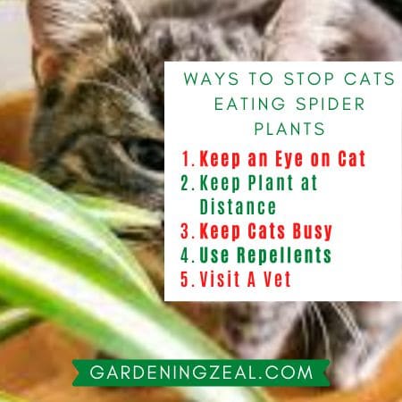 Can Cats Eat Spider Plants