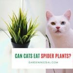 Can Cats Eat Spider Plants