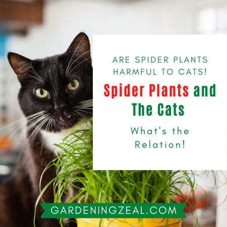 Can Cats Eat Spider Plants