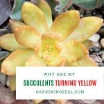 why are my succulents turning yellow
