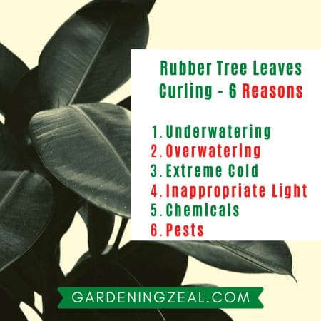 rubber tree leaves curling 