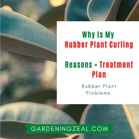 rubber plant leaves curling 