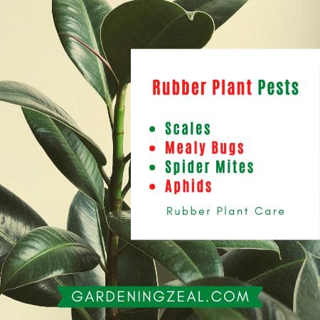 rubber plant leaves curling 