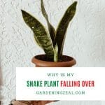 snake plant falling over