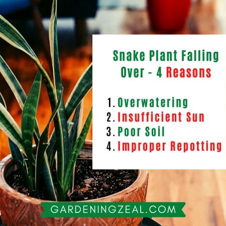 snake plant Dracaena trifasciata problems