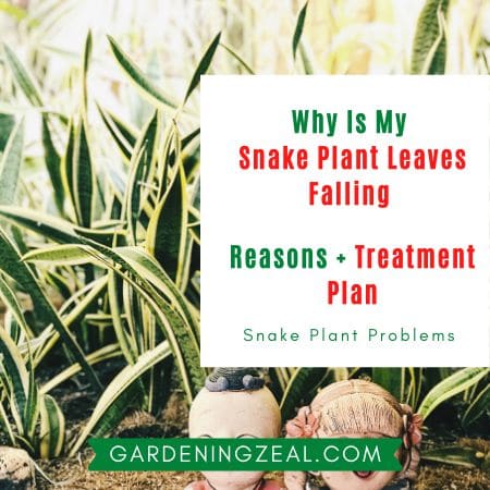 snake plant Dracaena trifasciata falling over