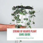 string of hearts plant