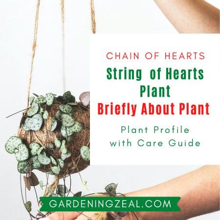 string of hearts plant