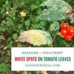 white spots on tomato leaves