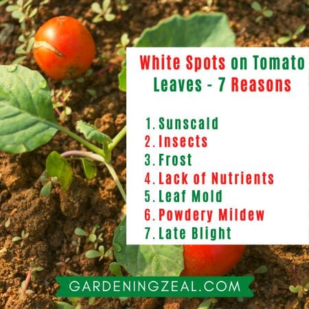 white spots on tomato leaves 