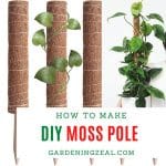 DIY moss pole for plants