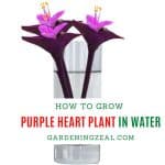 How to Grow Purple Heart Plant in Water