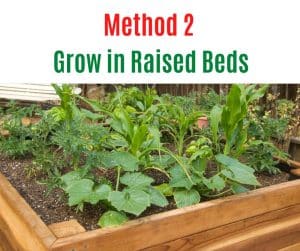 How to Grow Butternut Squash in Small Space