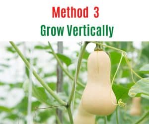 How to Grow Butternut Squash in Small Space