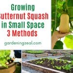 how to grow butternut squash in small space