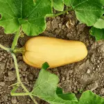 how to grow butternut squash on the ground