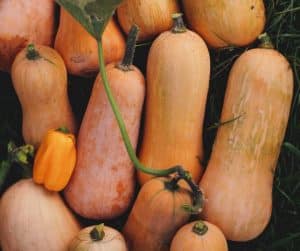 How to store butternut squash