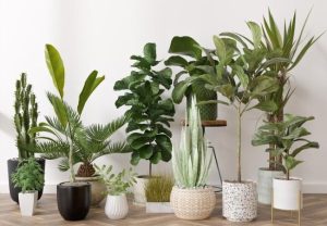 Are Indoor Plants Harmful at Night