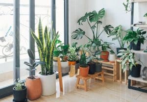 do indoor plants need to be by a window
