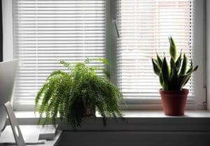 do indoor plants need to be by a window