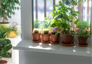 do indoor plants need to be by a window